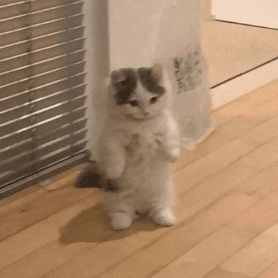$MICHI cat meme