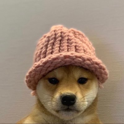 $WIF dogwifhat meme
